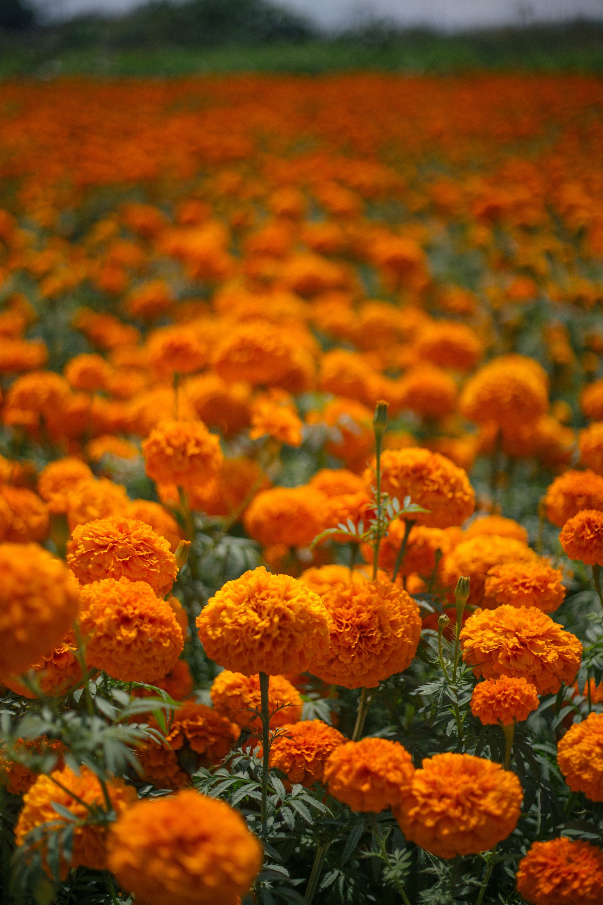 Ruta de la Flor y el Capiro